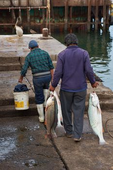Fishermen drag freshly caught corvina fish (Cilus gilberti) along the dockside in the fishing port of Arica in northern Chile.