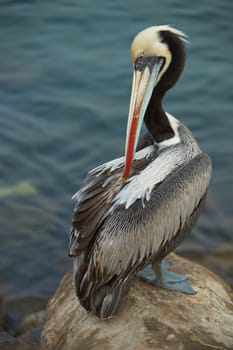 Portrait of a Peruvian Pelican (Pelecanus thagus) in the fishing harbour at Arica in Northern Chile.