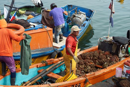 Fisherman at Arica in Chile, unloading a catch of Pyura Chilensis, a sea food from the tunicate family found growing in clumps off the coast of Chile and Peru.