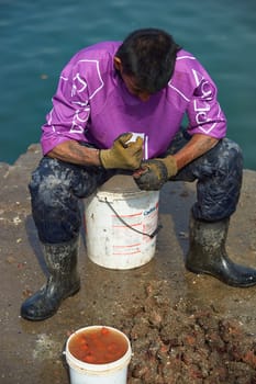 Fisherman at Arica in Chile, removing the succulent orange coloured soft centre of Pyura Chilensis, a sea food from the tunicate family found growing in clumps off the coast of Chile and Peru.