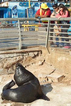 People watching wild South American Sea Lions (Otaria flavescens) in the fishing harbour at Arica in northern Chile. The sea lions congregate in the harbour hoping for left overs from the fish market.