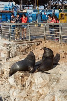 People watching wild South American Sea Lions (Otaria flavescens) in the fishing harbour at Arica in northern Chile. The sea lions congregate in the harbour hoping for left overs from the fish market.