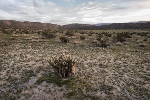 Desert Plant in Anza-Borrego State Park, California, USA