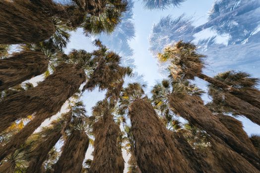 Double Exposure of Palm Trees in Anza-Borrego State Park