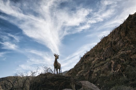 Bighorn Sheep in Anza-Borrego State Park, California, USA