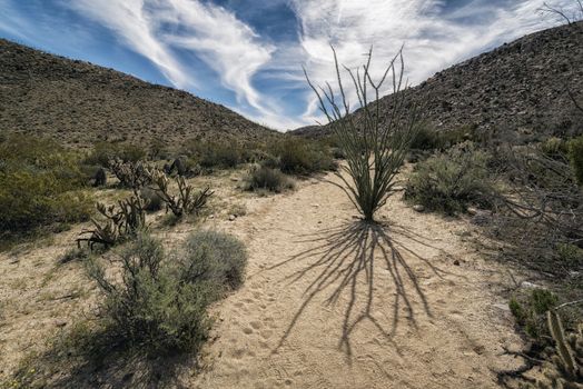 Desert Plant in Anza-Borrego State Park, California, USA