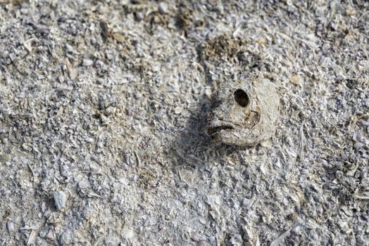 Fish Bones at the Shore of Salton Sea, California