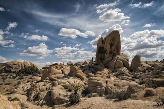 Landscape at Joshua Tree National Park, California