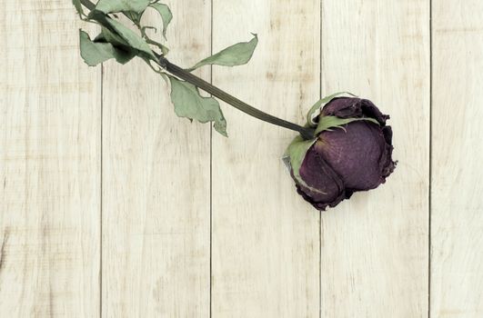 Dry roses on wood pattern background