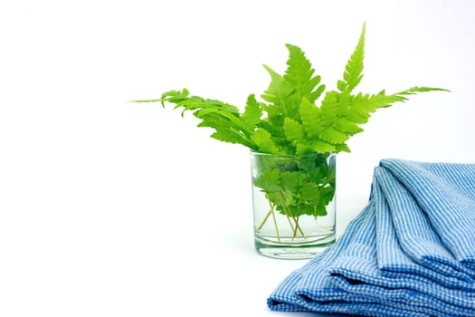 Green leaves in glass of water with blue cloth on white background