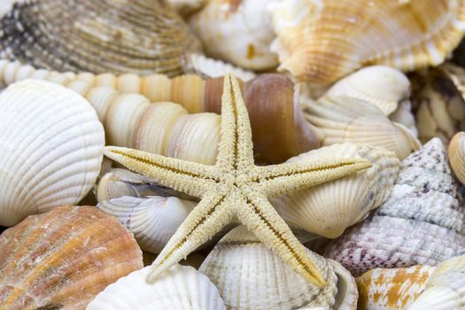 Sea shells background