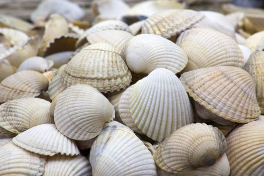 Sea shells background