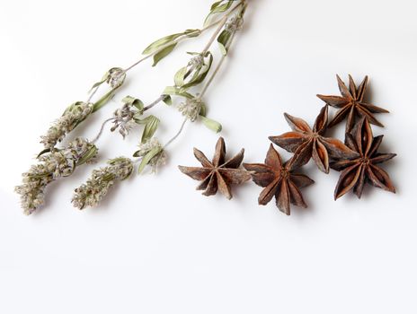 Mint flowers and anise close-up isolated on white background