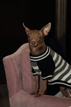 beige smooth coat Russian Toy Terrier in sweater