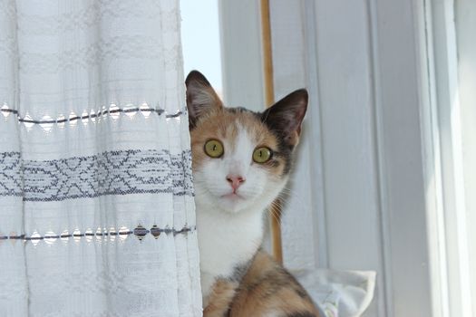 Three-color cat home young Masyanya sitting on a windowsill and looks straight from behind the curtain.