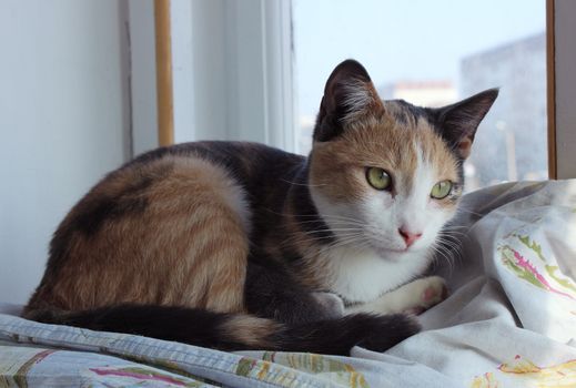 Three-color home young cat Masyanya is lying on the windowsill.