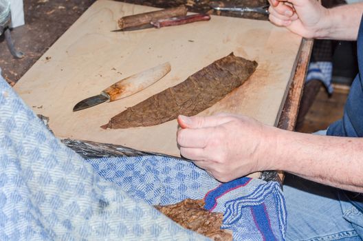 Production and manufacture of handmade cigars. The picture shows the cigar wrapper.