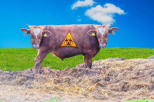 Photomontage, Breeding bull with two heads through genetic manipulation.