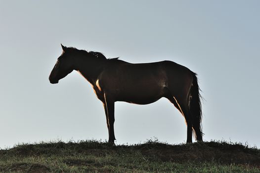 Brown standing horse profile on blue sky background