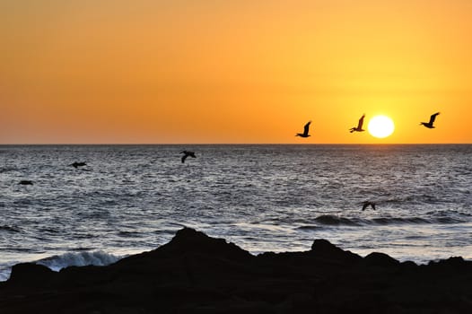 Birds flying during sunset in Pacific ocean