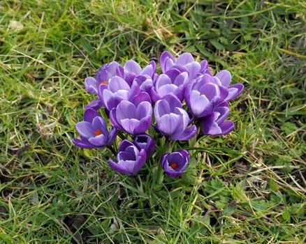 Crocus flower cluster in spring 