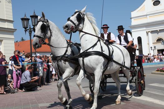 Horse and wedding wagon show during Dakovo vezovi (Dakovo Summer Festival) on July 05, 2009 in Dakovo, Croatia.