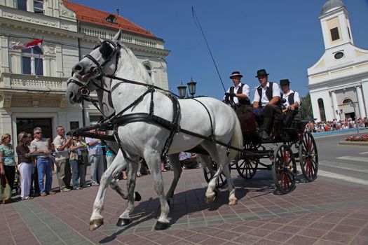 Horse and wedding wagon show during Dakovo vezovi (Dakovo Summer Festival) on July 05, 2009 in Dakovo, Croatia