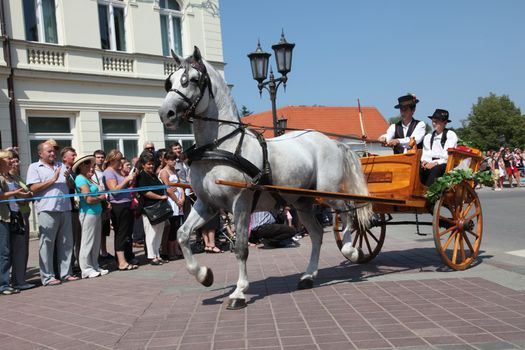 Horse and wedding wagon show during Dakovo vezovi (Dakovo Summer Festival) on July 05, 2009 in Dakovo, Croatia
