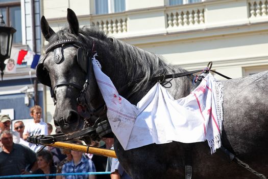 Horse and wedding wagon show during Dakovo vezovi (Dakovo Summer Festival) on July 05, 2009 in Dakovo, Croatia