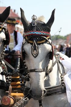 Horse and wedding wagon show during Dakovo vezovi (Dakovo Summer Festival) on July 05, 2009 in Dakovo, Croatia