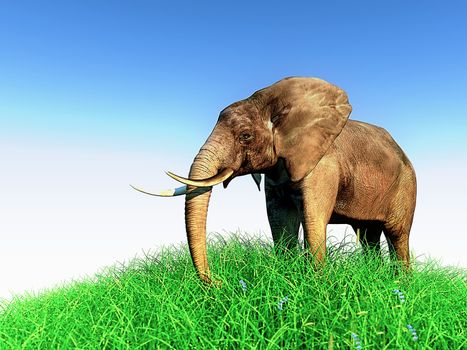 3d african elephant standing in the green grass with blue sky as a background