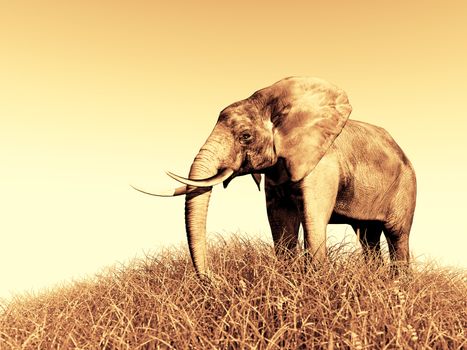 3d african elephant standing in the green grass with blue sky as a background