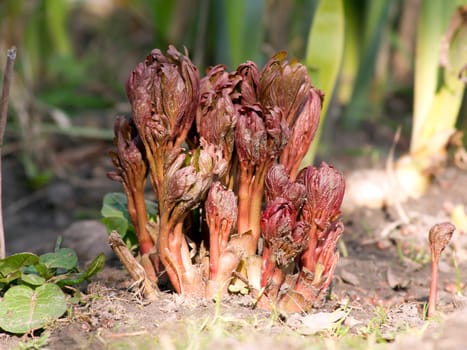 In the spring of peony (Paeonia lactiflora) sprout.