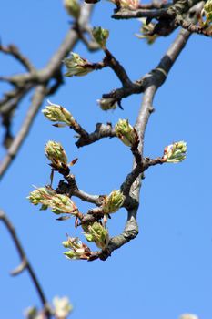 The Pear Tree buds in spring, before flowering.