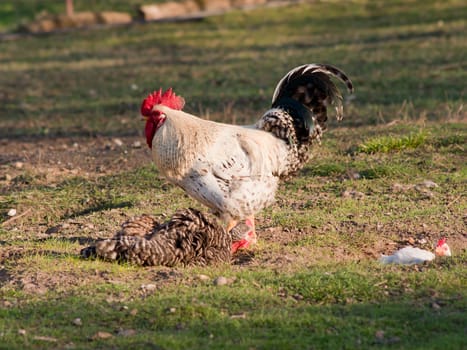  The big white cock ruler of the yard.