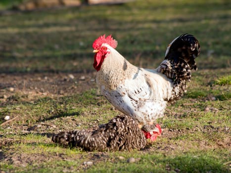  The big white cock ruler of the yard.