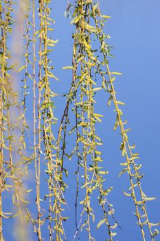 Weeping willow (Salix sepulcralis) suitable for healing as well.