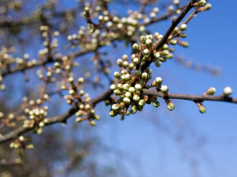 The first wild plum spring flower buds.