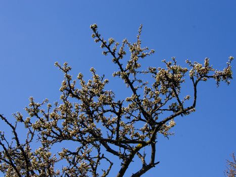 The first wild plum spring flower buds.