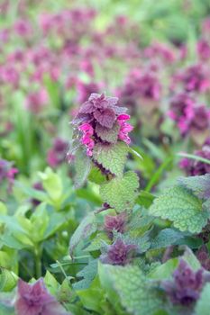 Red dead nettle (Lamium purpureum) medicinal weed.