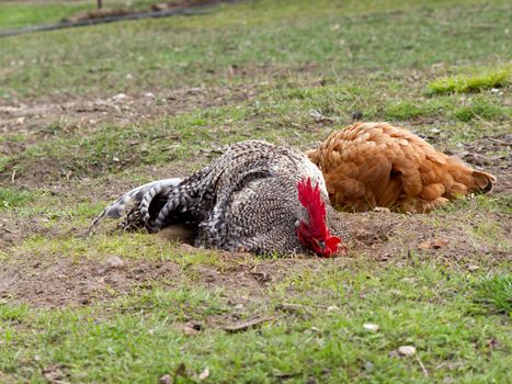 Hen and cock lay sunbathing in the garden.