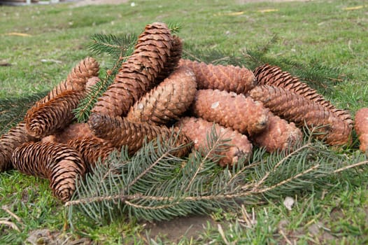 Mature spruce (Picea Abies) cone on the ground.
