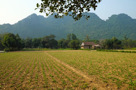 Two house at down of mountain at Bo Trach, Quang Binh, Viet Nam, home with agriculture farm, on amazing terrain at Vietnam countryside