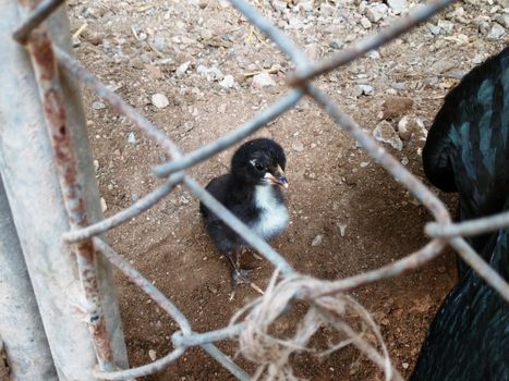 A Little Black and White Chick in the Cage