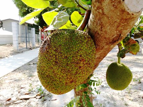 Two Green Jackfruits on the Jackfruit Tree