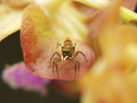 A macro headshot of a jumping spider on orchid flower(aerides sp.). Shallow depth of field focus on eye.