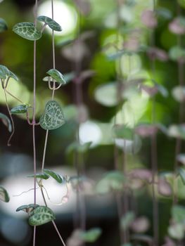 String of hearts with flower may use for valentine's day or love theme. Ceropegia woodii Family Asclepiadaceae Common names include chain of Hearts, collar of hearts, string of hearts, rosary vine, hearts-on-a-string, sweetheart vine.