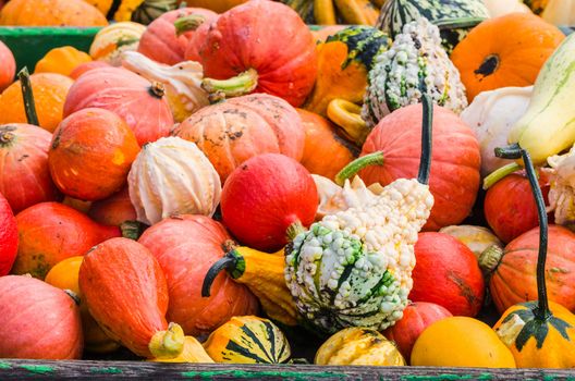 Various pumpkin varieties in diverse
Colors and shapes.