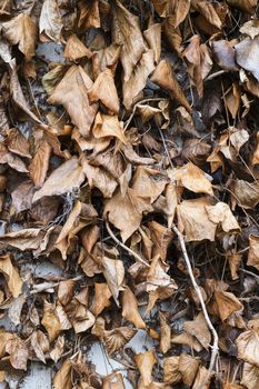 dead and decaying ivy leaves on an exterior wall