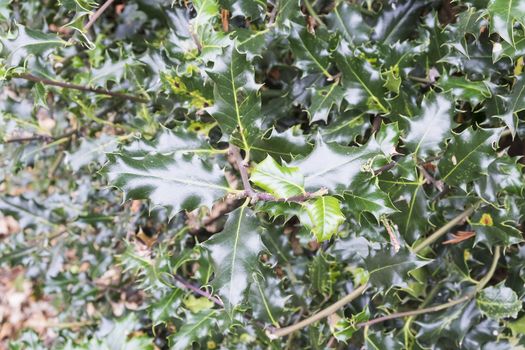 green holly leaves growing on a bush